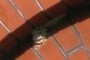 Wasp nest