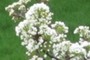Bradford Pear Flowers