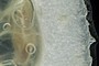 Seed