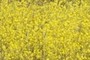 Wild Mustard