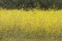 more mustard