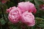 Bow Bells rose spray