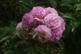 Excellenz von Schubert rose spray