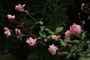 Madame Berkeley roses