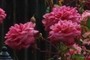 Monsieur Tillier roses