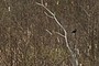 Black Bird