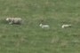 schaap met lammetjes