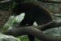 Bear!