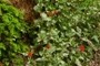 Hanging Garden