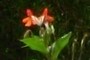 Monkey Flower