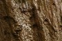 Travertine Formations