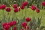 rode tulp