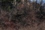 Root systems
