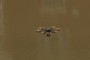Helicopter