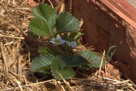 Strawberries