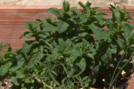 Mint