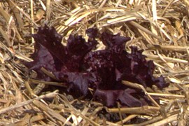 Oak lettuce