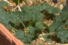Marrow