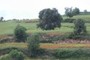 Fields and poppies