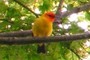 Male Western Tanager