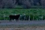 Tagged Cow