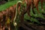 new fern growth