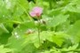 pink bloom