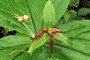 withering trillium