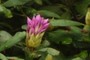 Rhododendron infloresence