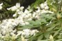 Dogwood