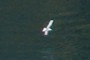 Gull