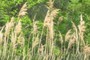 Research Phragmites australis