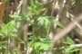 Invasive Quiz - Question 1