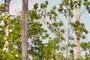 Loblolly Bay flowers