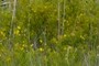 St. Johnswort