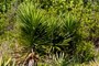 Yucca