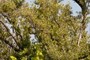 Black Mangrove