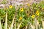 Beach Sunflower