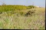 argusia