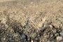 Detail of dozer tracks.
