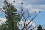 Ducks in Trees