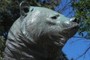 Denver Bear