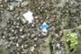 Brainy Smurf