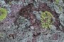 Coloful rock Cover