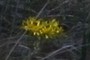 Yellow Flower