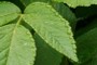 Dew