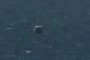 Sea monster?
