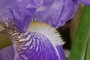 Flower Fuzz