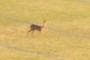 Fawn