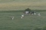 cows